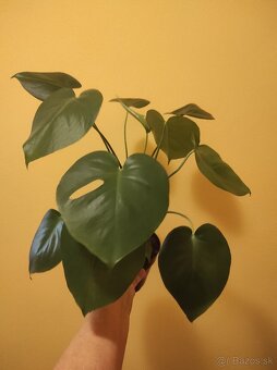 MONSTERA DELICIOSA - 9