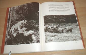 Osamělá vlčice - 9