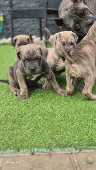 Cane Corso s PP - 9