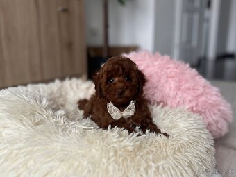 Toy uszkár , poodle , Pudel, pudlik - 9