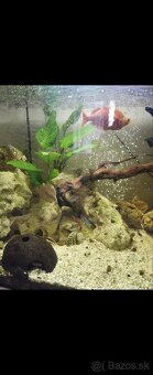 Predám panoramatické akvárium 200l, komplet alebo zvlášť - 9