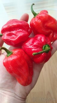 Predaj priesady sadenice planty chilli papriky - 9
