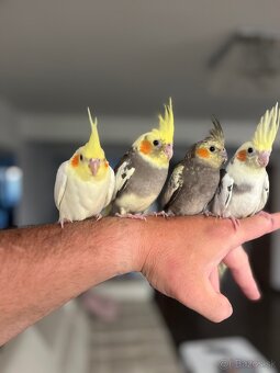 Korela ručne dokrm Maznačik - 9