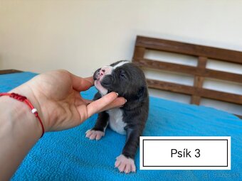Šteniatka Americký stafordšírský teriér, staford, staffy - 9