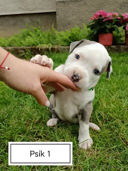 Šteniatka Americký stafordšírský teriér, staford, staffy - 9