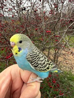 Andulka Maznačik - 9