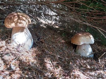 Sušené hríby smrekové, dubáky - 9