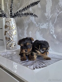 Yorkshirsky terier - 9