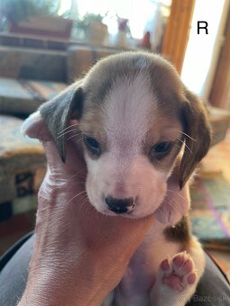 Steniatká beagle - 9