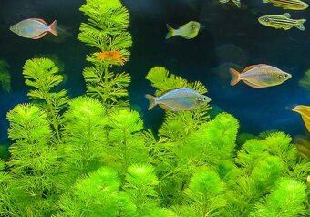 Akvarijne rastliny+Krevetky 12ks - 9