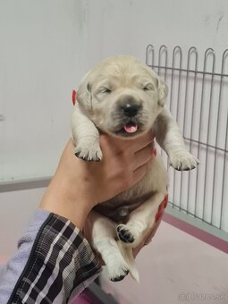 Zlatý retriever - šteniatka s preukazom pôvodu - 9