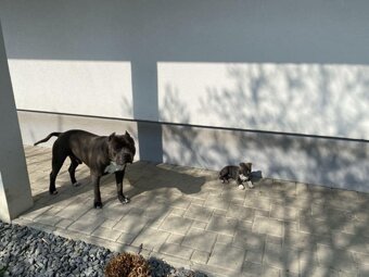 Šteniatká Amerického staffordshire teriéra - Blue - 9