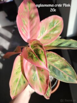 Izbové rastliny - 9