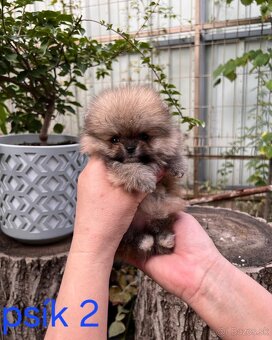 Pomeranian mini - 9