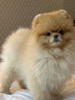 Pomeranian mini cream - 9