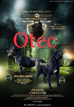 Cane Corso s PP - 9