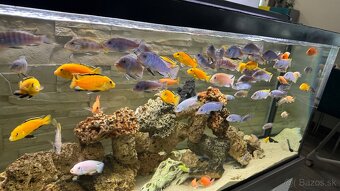 Africke cichlidy - 9