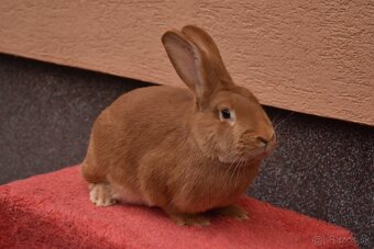 Predam Burgundsky - 9