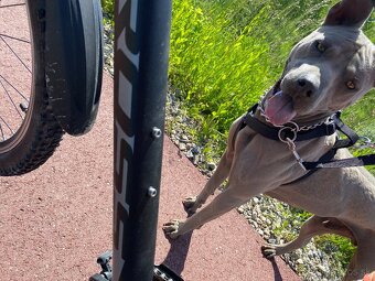 Predám Thai Ridgeback Dog, chovného psa FCI - 9