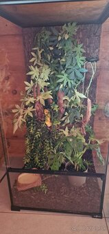 Pagekon riasnatý - PREDÁM - 9