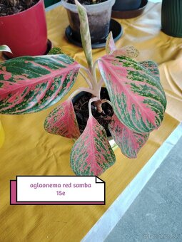 Phylodendron imperial red, konsetra anadnsoni mint - 9
