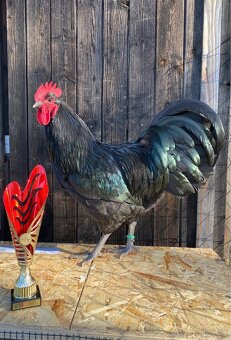 Australorpka čierna - 9