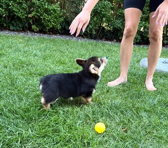 Welsh Corgi Pembroke - 9