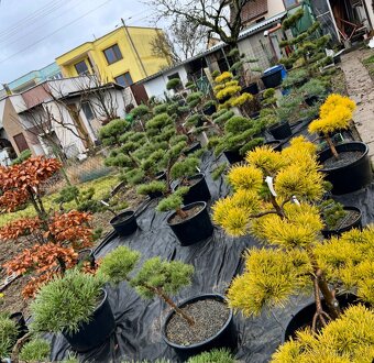 Záhrady v Japonskom štýle - 9