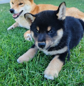 Shiba inu psýky s PP - 9