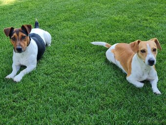 Jack Russell teriér - 9