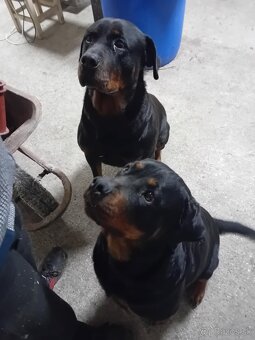 Šteňatá Rottweiler - 9