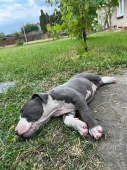 Amstaff , Ameriscky staford - 9