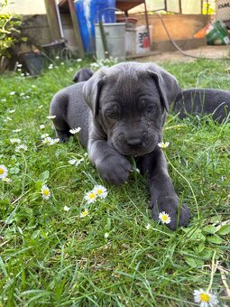 Fenky Cane Corso - 9