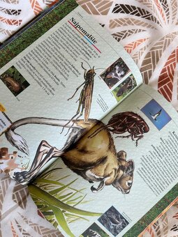 Svetové rekordy - Stefanno Sibella - 9