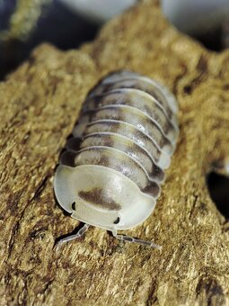 ❤️Obrovská zbierka isopod - 9