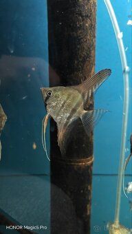 Americké cichlidy - 9