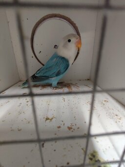 Agapornis fischeri - 9