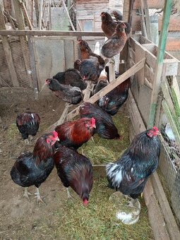Araucana - 9