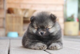 Pomeranian - mini velikost- PP/FCI - 9