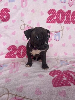 Americký stafordsirsky terier, Stafford, amstaf - 9