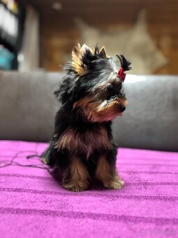 Yorkshire terrier s Preukazom pôvodu FCi - 9