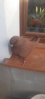 Americký King 2024. - 9