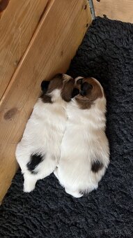 Jack Russell Terrier s pp - 9