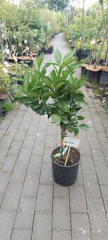 citrusy a palmy - 9
