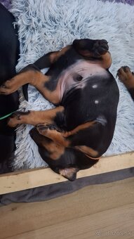 Doberman s PP FCI - 9