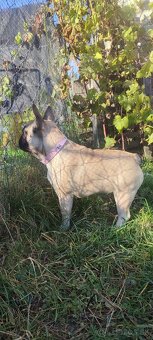 Francúzsky buldoček s PP - 9