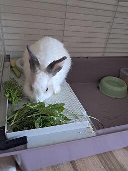 Zakrslý zajko + klietka - 9