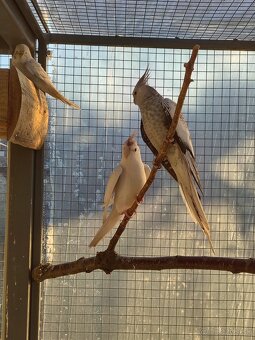 Predám papagáj spevavy korela a andulky - 9