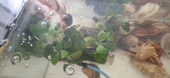 Ponukam axolota mexickeho - 9