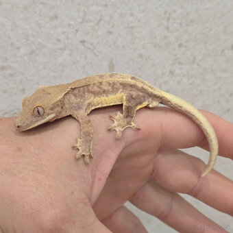 Pagekon riasnaty - C. ciliatus - 9